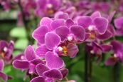 Сказочные орхидеи